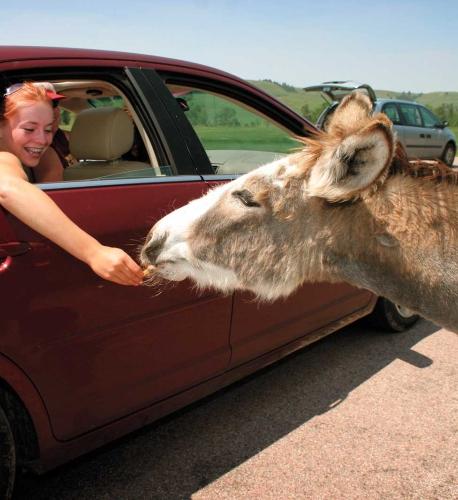 Feeding a burro