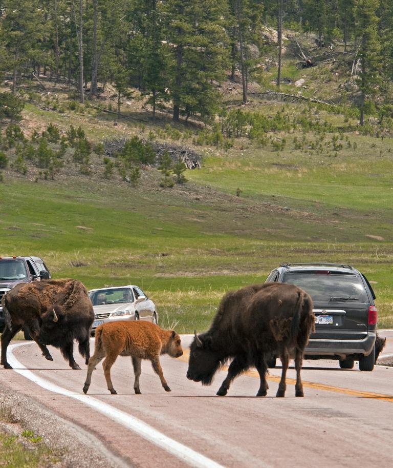 Custer State Park, South Dakota