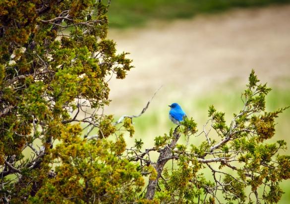 Mountain Bluebird
